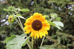 IMG_0737