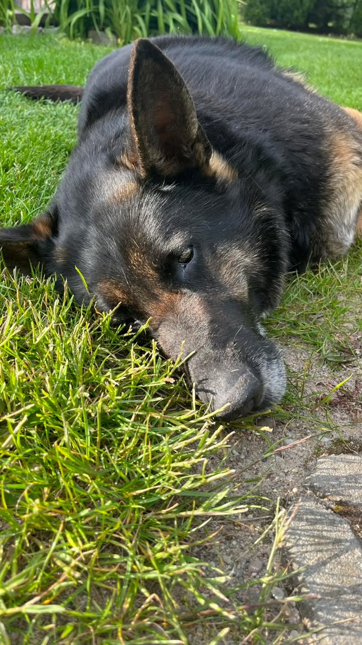 Agroturystyka w Jabłoniowym Sadzie